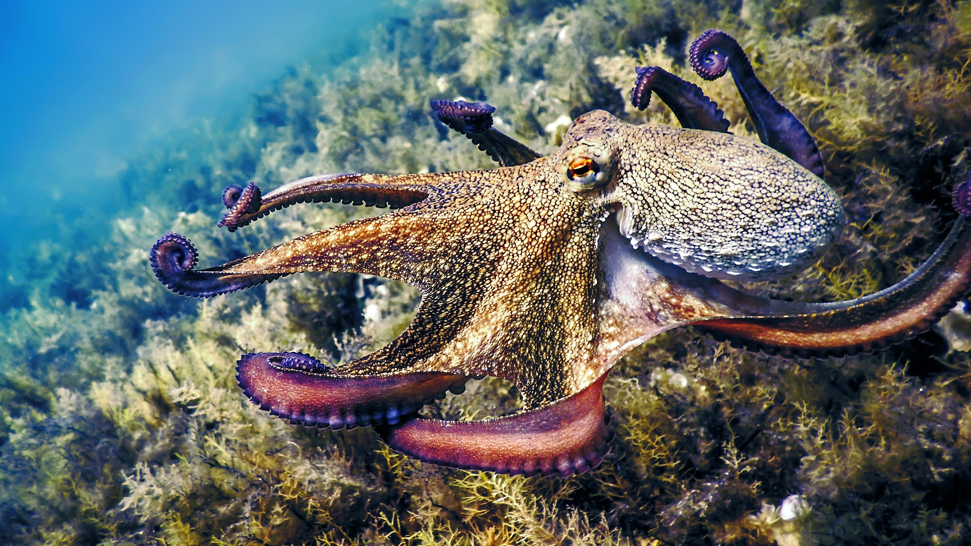 Octopus Numbers Boom in Cornwall Impact on Local Wildlife